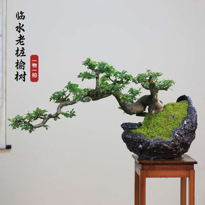 年功榆树盆景一物一拍老桩造型盆栽大型绿植客厅庭院耐寒好养植物