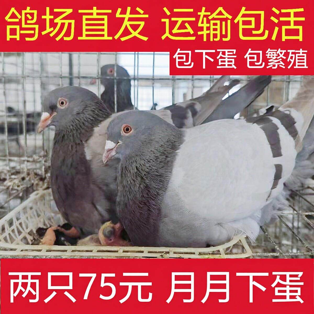鸽子活苗幼鸽活鸽子一对青年鸽雨点鸽信鸽活体家养鸽土鸽银王鸽子
