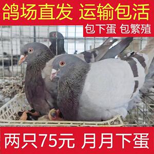 鸽子活苗幼鸽活鸽子一对青年鸽雨点鸽信鸽活体家养鸽土鸽银王鸽子