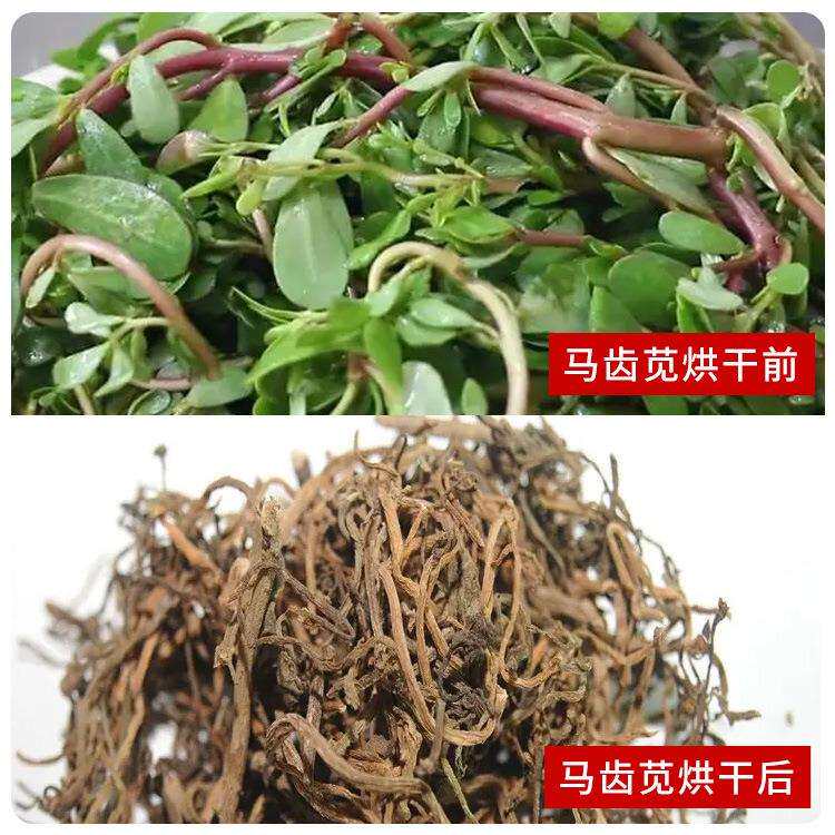 全自动马芷菜烘干机 麻绳菜五行草烘干设备 小型马齿苋烘干机