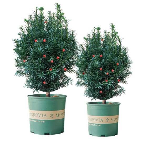 盆栽花卉红豆杉地亚长青栽植物耐寒盆植室内外曼绿树苗四季景地