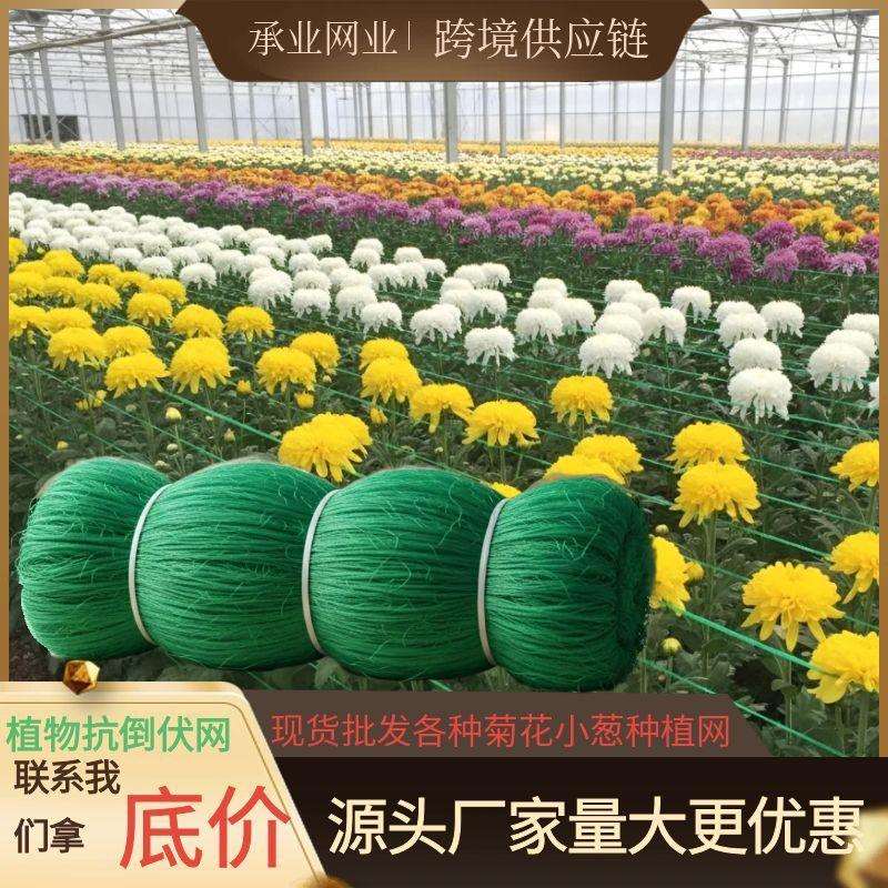 植物爬藤网小葱香葱芹菜种植抗倒伏网菊花网黄瓜豆角番茄攀爬网