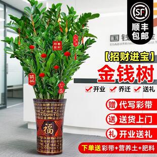 大型绿植金钱树盆栽客厅旺宅树真花发财树乔迁摆件植物招财摆放