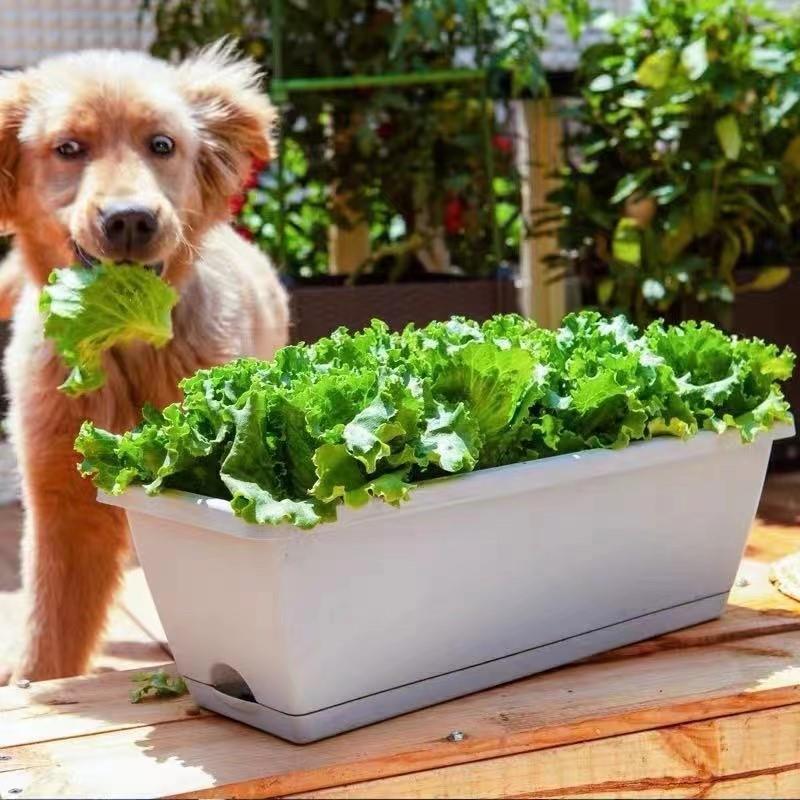 .Vegetable pots flower Plant rectangular large planting box