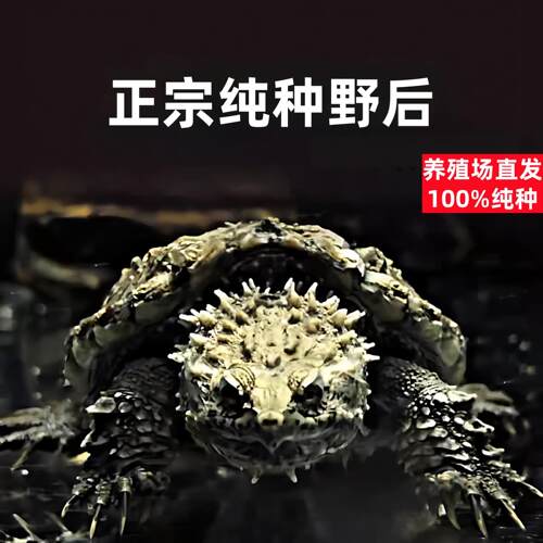 原种野后纯佛鳄龟大头宽脸暴刺佛鳄野后后代佛鳄龟活体宠物观赏龟