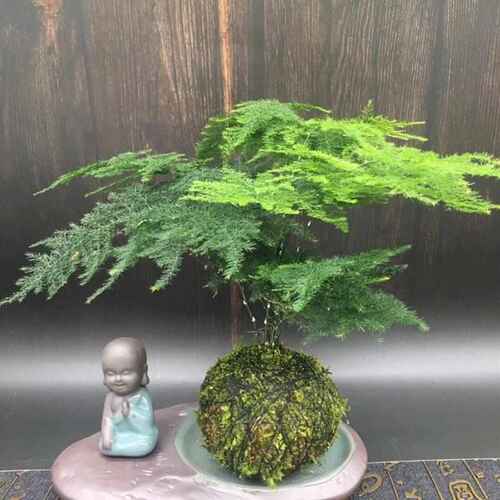 文竹苔藓球盆栽水培云竹青苔球室内创意好养绿植四季常青净化空气