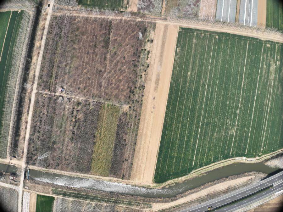 1月15日徐州园林公司一批苗木网络拍卖公告