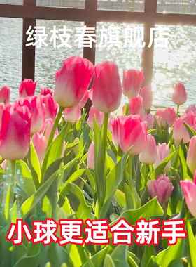 10颗郁金香种球进口小球水培土培阳台庭院四季花卉秋冬耐寒盆栽