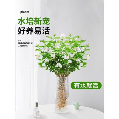 茉莉花水培植物盆栽办公室内桌面好养懒人鲜花绿植九里香水养花卉