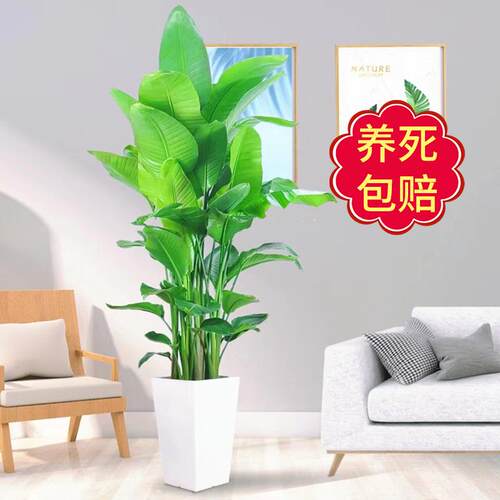 天堂鸟室内盆栽大型客厅北欧网红绿植物办公室客厅阳台鹤望兰