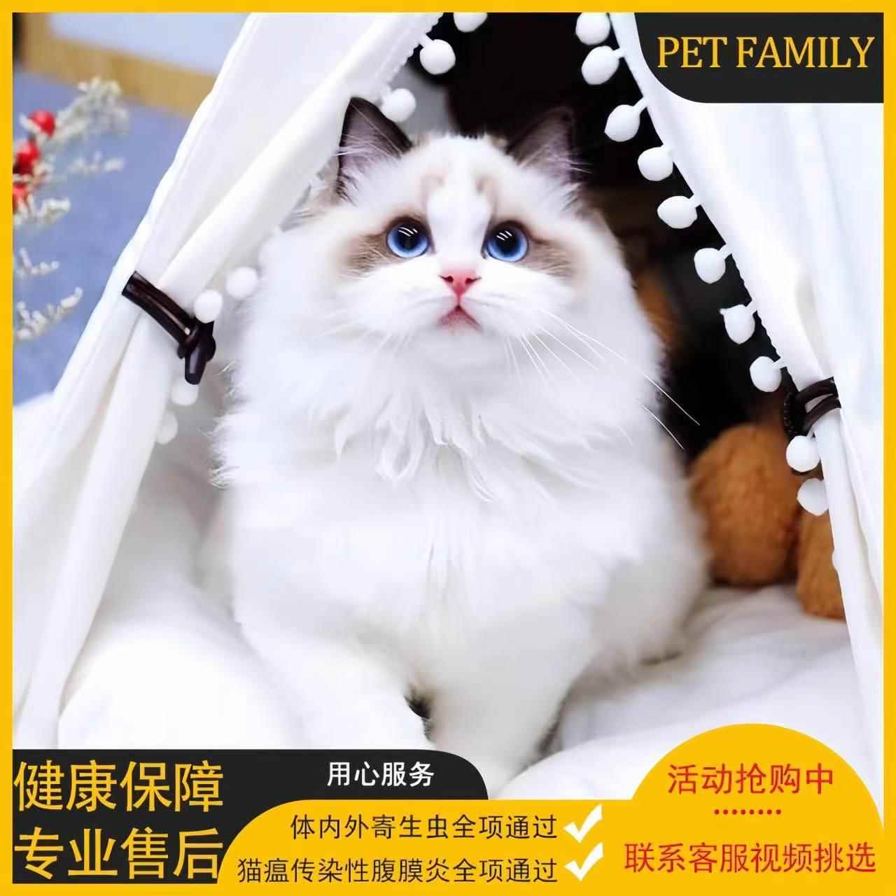 纯种布偶猫幼崽海蓝双可爱仙女喵猫咪活体网红波斯猫赛季长毛猫咪