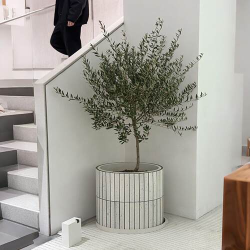 仿真橄榄树假树盆景室内装饰绿植商业空间软装高级仿生假植物摆件