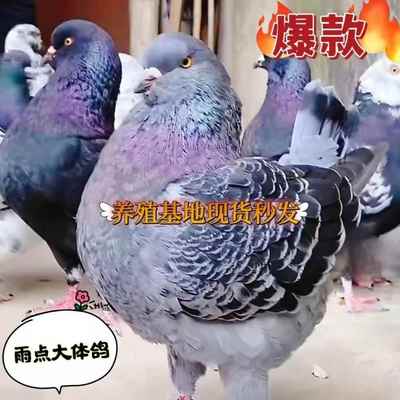 纯种元宝鸽子公母一对正宗特大体青年幼鸽观赏鸽活物包下蛋包繁殖