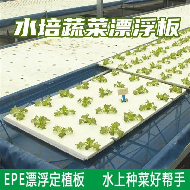 厂家水培器皿漂浮板定植板无土栽培设备水上温室种菜水培泡沫板种