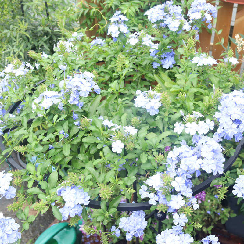 组装伞形花架爬藤架玫瑰攀藤蔷薇花植物花支架杆园艺绿植厂家直销,鲜花速递/花卉仿真/绿植园艺,花架,淘宝优惠券,粉丝福利购,淘宝优惠卷