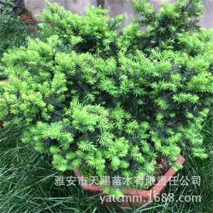 曼地亚自然土质红豆杉公树绿鹰杯苗室内客厅观赏绿化盆栽红豆杉