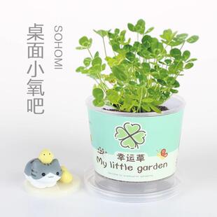 Kit Planting Strawberri Potted Sunflowers Small Children