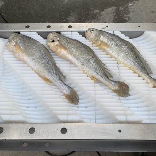 W大黄鱼鳕鱼秋刀鱼鱼肉切段机器 清蒸鱼煎鱼切鱼段机斜切45度可调