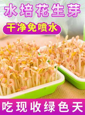 花生芽神器育苗盘水培芽苗菜盘家用种植无土栽培花生盆专用发芽器