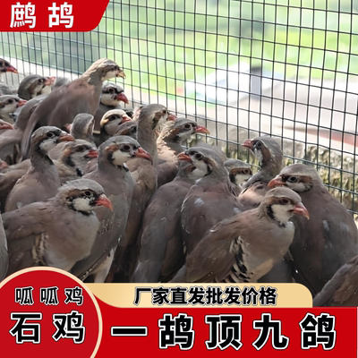 鹧鸪活鸟石鸡呱呱鸡飞龙鸟嘎啦宠物鸡鹧鸪鸡活苗成年包下蛋