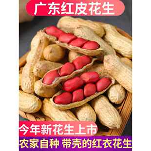 广东红皮花生带壳晒干生的农家种子新鲜四粒红衣花生米2025新货