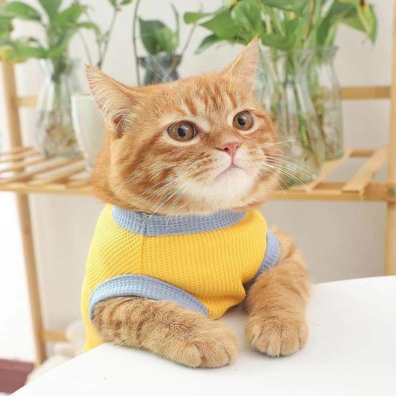 夏季狗狗猫咪衣服华夫格背心宠物衣服防着凉比熊博美小型犬泰迪