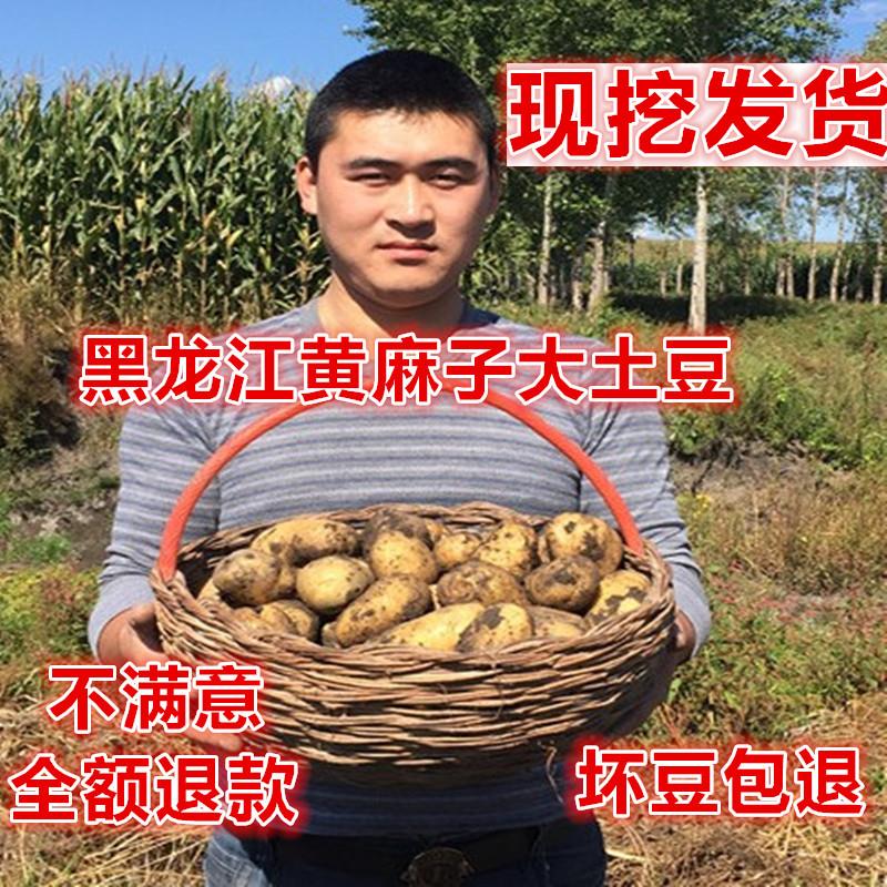 今年新土豆黑龙江东北农家土豆黄心大土豆黄麻子马铃薯5斤包邮