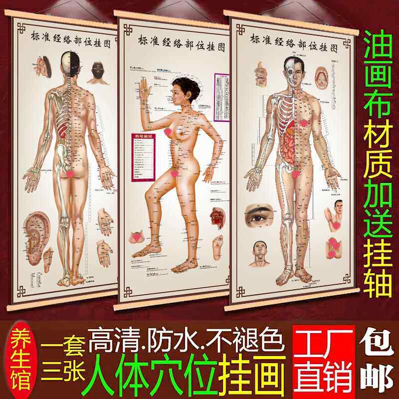 标准版人体经络穴位图中医针灸馆广告贴纸穴位图全身穴位图挂轴