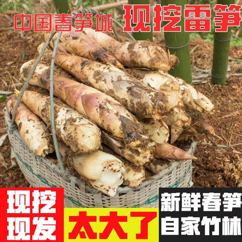 临安大笋特大笋雷笋新鲜现挖雷笋野生新鲜蔬菜黄泥雷笋5斤包邮