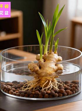 养禄根花盆专用种生姜的盆大口径水培器皿无孔植物盆器容器花瓶小