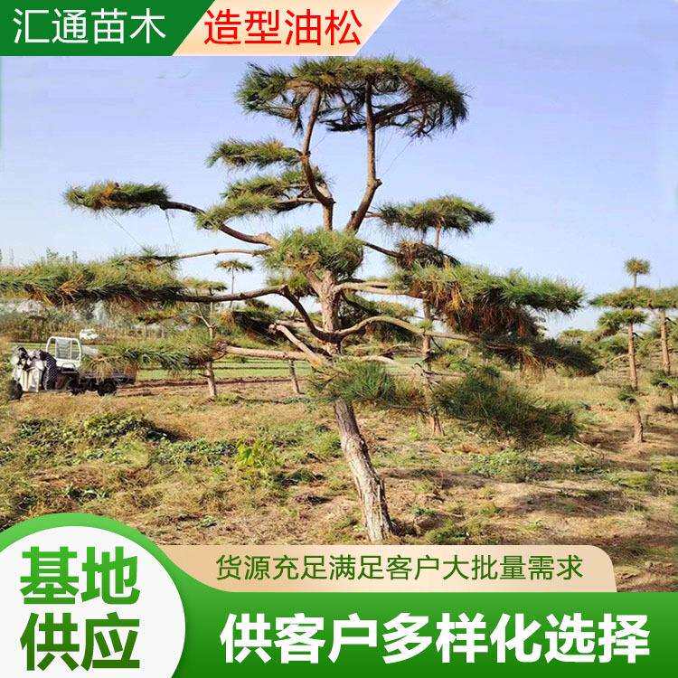 造型油松工程绿化造型油松别墅庭院油松树学校公园景观造型黑松