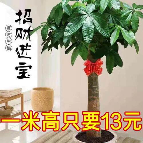 发财树大盆栽客厅大型室内植物开业乔迁送礼公室绿植乔迁新居