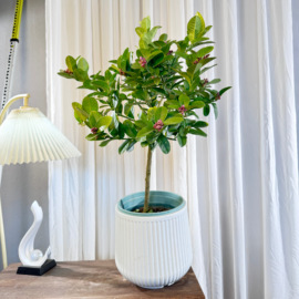 香水柠檬盆栽柠檬树，小清新室内可结果食用好养护网红绿植