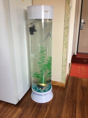 请教老铁入手家乐厨鱼缸怎么样，老铁诉说使用全过程