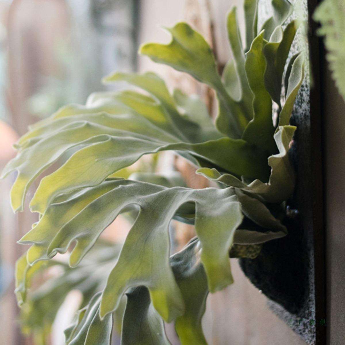 掬涵北欧风绿色仿真植物装饰画大型鹿角蕨草热带绿植壁挂造景挂画