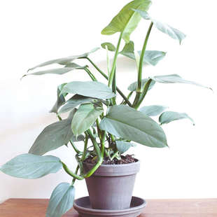 银叶蔓绿绒 哈斯塔姆 Philodendron hastatum 若慕室内绿植盆栽