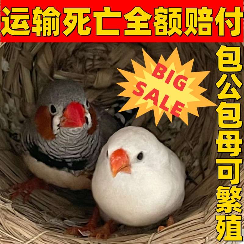 珍珠鸟一对家养鸟宠物鸟灰色白色珍珠鸟小珍珠鸟一对可繁殖观赏鸟