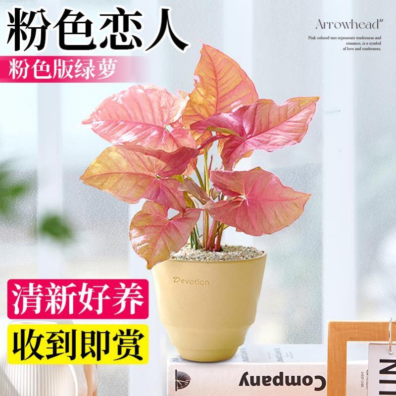粉色恋人合果芋红粉佳人彩叶芋盆割草机/草坪机