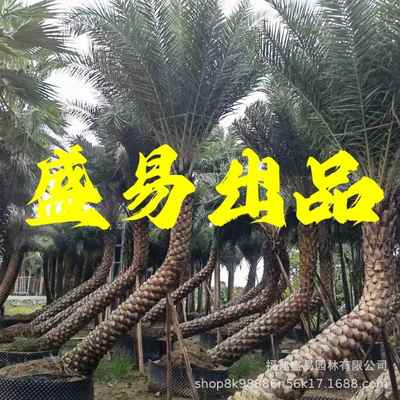 浙江弯杆银海枣供应斜飘中东海枣江西中东海枣树湖北银海枣