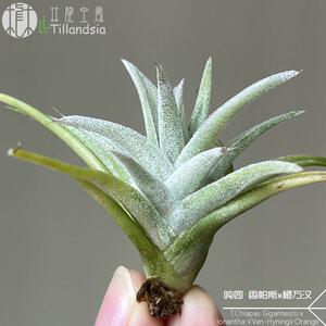【林龙】吨园•香帕斯x橙万汉