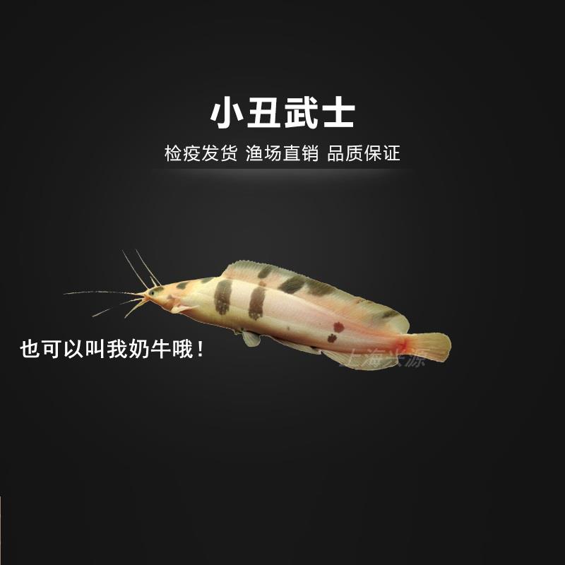小丑武士奶牛鱼热带鱼底层鱼发财鱼观赏鲶鱼招财猫狗仔鲸虎纹恐龙