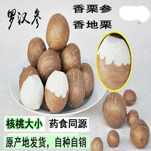 【大果】地雷山东单县特产罗汉参香栗参三叶青土圞儿海门香芋中果