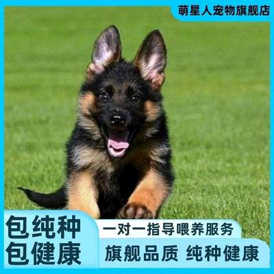 纯种幼犬桃檐大型犬家养