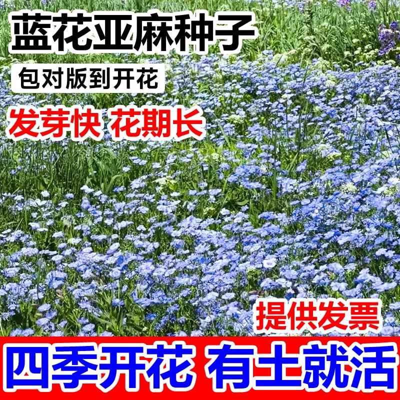 庭院道路室外耐寒宿根花卉四季兰花蓝花亚麻花种子籽小区乡村美化