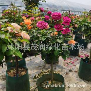 树状月季棒棒糖月季树型月季嫁接月季朱丽叶果汁阳台龙沙宝石