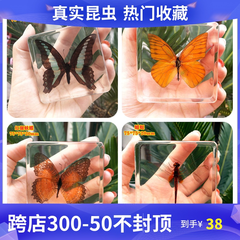 幼儿园教学儿童玩具动物真昆虫标本蝴蝶树脂标本琥珀摆件蜻蜓书镇