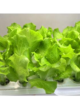 家用水培种植机单层生菜育苗设备桌面无土栽培容器阳台菜园桌面式