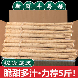 现挖新鲜牛蒡5斤19.8牛蒡根菜野生黄金牛棒膀榜旁片蔬菜农家自种1