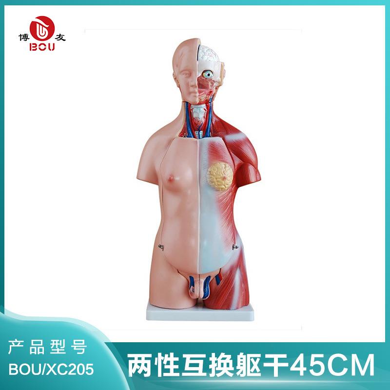 博友两性互换躯干模型45CM(23件),人体躯干模型,人体构造模具