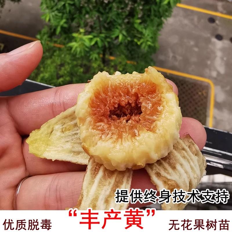 无花果树果苗特大丰产黄无花果树苗耐寒糖包子无花果苗盆栽地栽苗